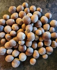 Real Burr Oak Acorns (without shell, SMALL size)