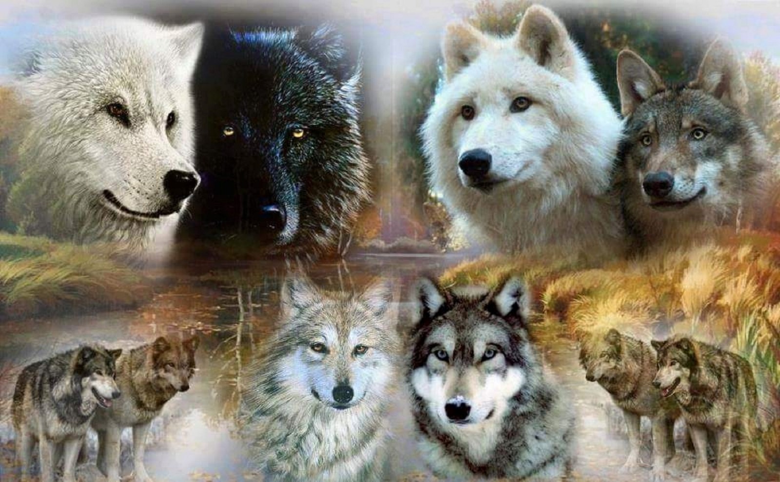 WOLF Pack RV Trailer Wall Mural Decal Decals Graphics Art Wolves Husky