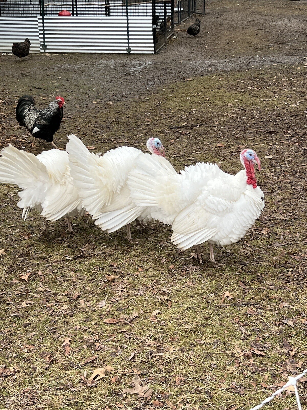 6+ Fertile Midget White Heritage Turkey Hatching Eggs eBay