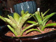Neoregelia TIGRINA Bromeliad one tropical plant  SMALL 