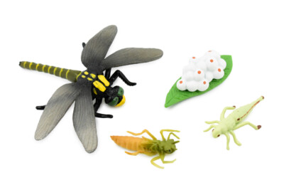 Life Cycle of a Dragonfly, Figure Toy Model Realistic Educational 3'' CH484 BB150