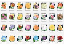 Un-used 1940s Vintage American Flower Lone Star Seed Co. packets