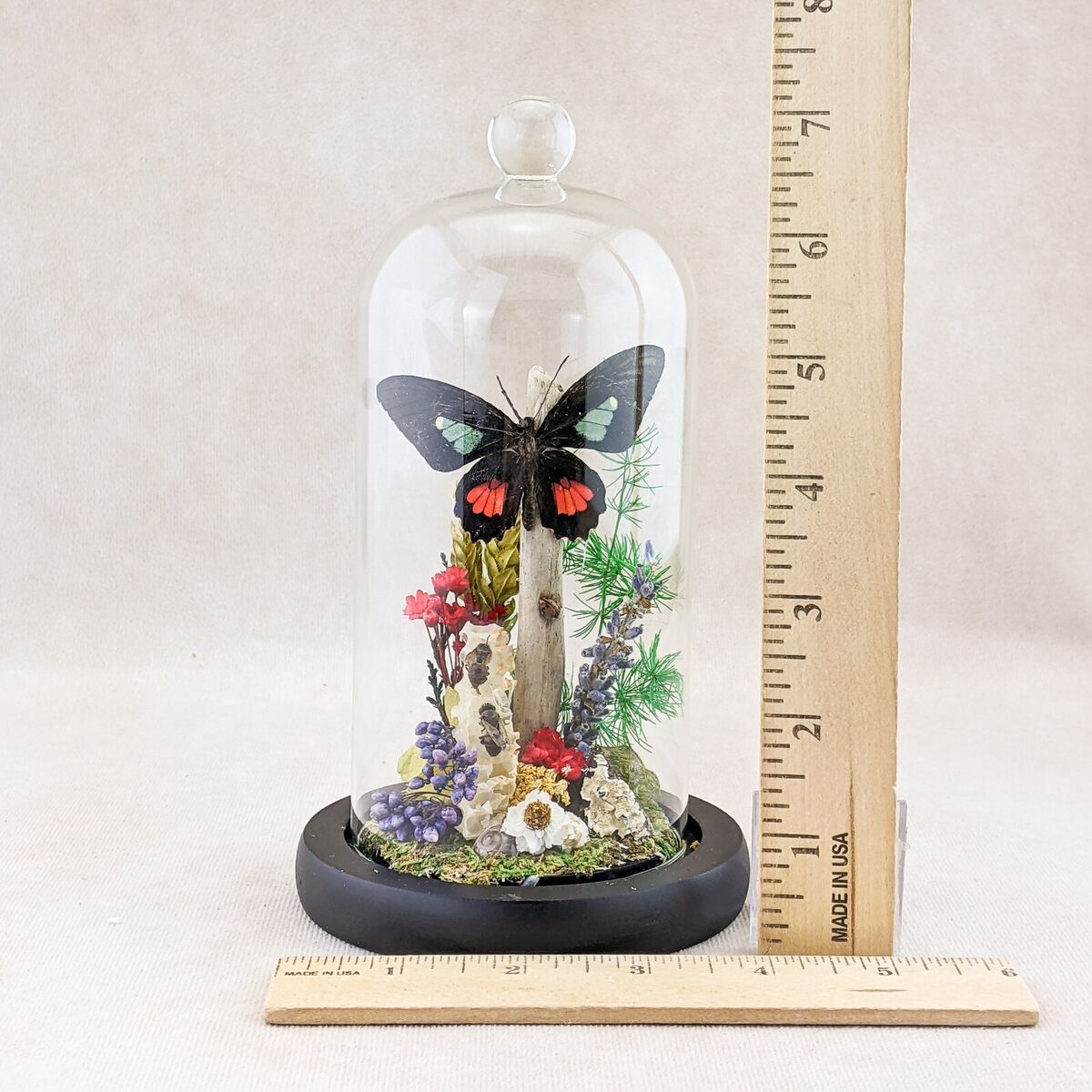 bf59 Butterfly Dome taxidermy Display Curio collectible