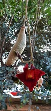 SAUSAGE TREE kigelia 100 seeds - seeds