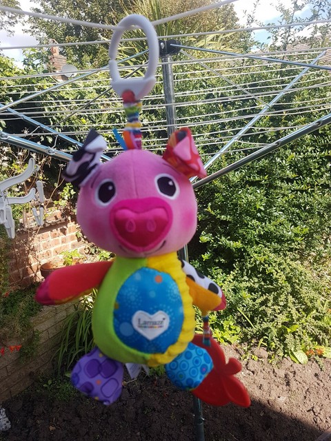 lamaze pig