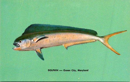 Dolphin Ocean City Maryland Postkarte