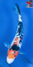 8" DOITSU SANKE Live Koi Fish Garden Pond 10/19