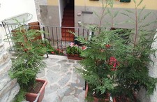 RINGHIERA FERRO BATTUTO Personalizzata . Cod . 041 . Detrazioni 50%