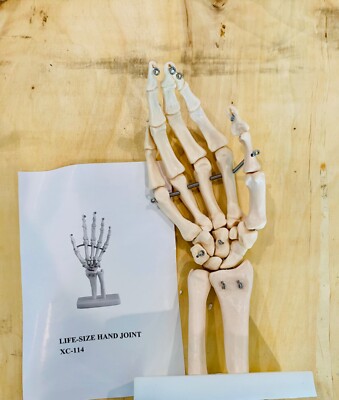 LIFE-SIZE HAND JOINT XC-114. 11 PIECES AVAILABLE 