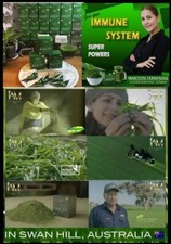  Pure Organic Barley From Australia 1 Boxes of 10 Sachets