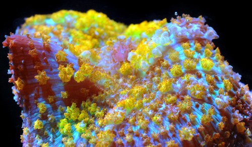 CORALS OF EDEN'S ~ WYSIWYG Electra 24K Bounce Mushroom Coral Frag  Live Coral