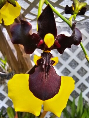 HOEI35オウム Gomesa Jiaho Queen 'Jia Ho' FCC/AOS. Blooming size miniature