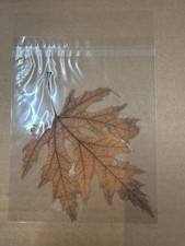Pressed Dried Maple Leaf Real Botanical Specimen Autumn Nature Ephemera