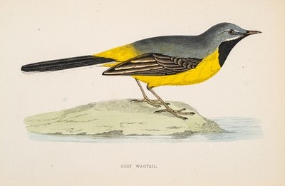 Gebirgsstelze Grey Wagtail Holzstich mit Passepartout koloriert 1891