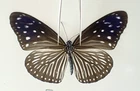 N35510. Unmounted butterflies: Euploea sp. South Vietnam.