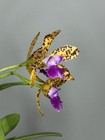 NEW! Unreleased 2027 Cattleya (Slc. Katherine Clarkson x Lc. Black Jack) 11671 — photo 6