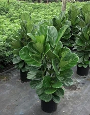 Fiddle Leaf Fig Bush - Live Plant in a 10 Inch Pot - Ficus Lyrata