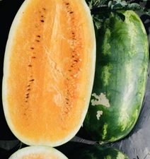 BOGO 1/2 OFF TENDERSWEET ORANGE WATERMELON SEEDS HEIRLOOM NON GMO FRESH HARVEST