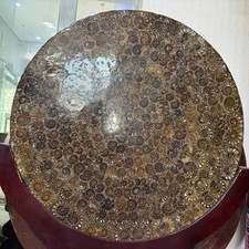 66LB top! natural large ammonite fossil conch quartz crystal collectible+base