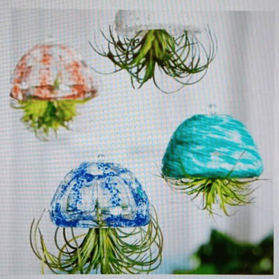 New Spider Air Plant Decor Beautiful Addition To Your Home By Evergreen.