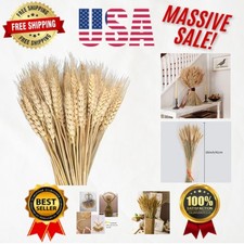 Versatile 100 Pcs Dried Wheat Flowers for Home Decor and Seasonal Arrangements