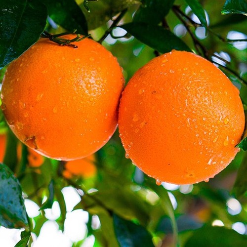 Glenn Navel Orange Grafted Plant Fruit Tree Tall 24 inchs - Picture 7 of 8