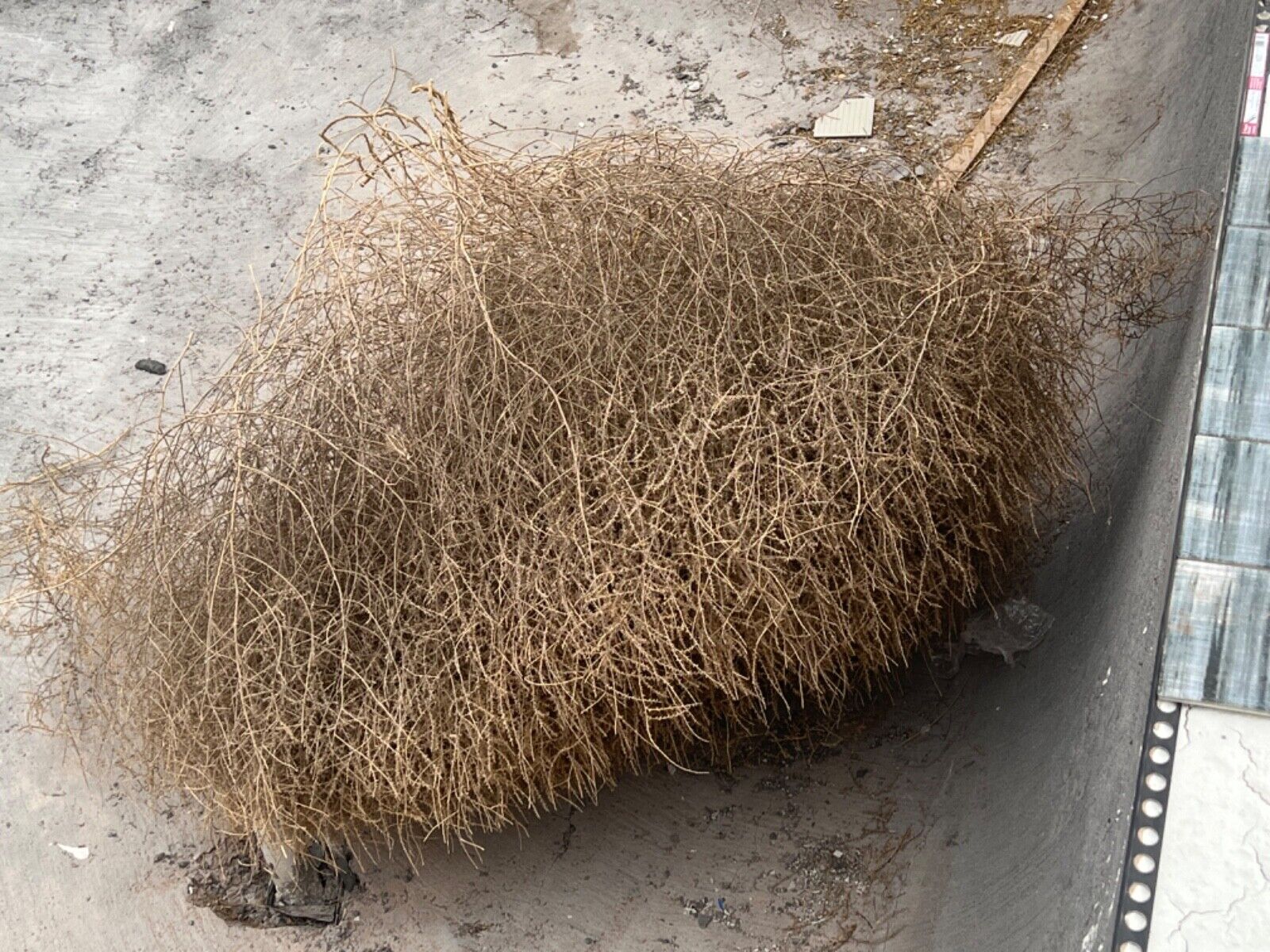 Baby Tumbleweeds (Buy Tumble weeds)