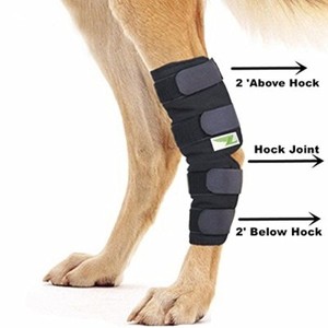 dog ankle support