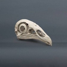 Black Vulture Skull Replica Museum Quality 