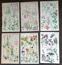 6 x Vintage Botanical  1974 Book Plates/ Prints Illustrated By Marjorie Blamey