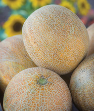 Ambrosia Cantaloupe Melon Seeds 30 Seeds