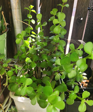 Portulacaria Afra Elephant Bush Succulent Bonsai-Tree 3-Cutings 5" Tall