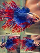 Male Betta Live Fish - Crown Tail Fancy Halfmoon - FM44 - High Quality A++