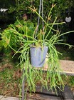 Rhipsalis species Plant in 5" Pot 16" Long 19" Wide 11" Tall Large — photo 5