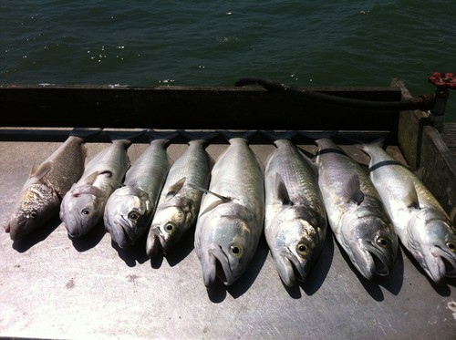 Surf Fishing Rigs, Hi-Low Rigs, The All Out - Catch All Package 17 Pompano Rigs - Picture 5 of 14