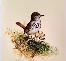 J F Lansdowne Birds Hermit Thrush Vintage Art Print Book Plate 31