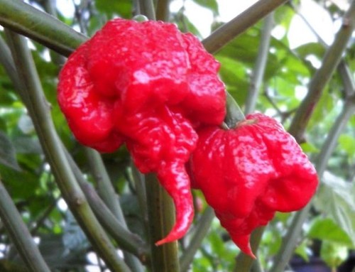Peperoncini FRESCHI:Carolina Reaper Red 50 GR Frutti.Chiedi sempre disponobilità - Foto 6 di 12