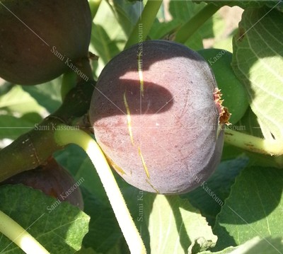 5 X "Hmari" fig Holly Land figs common type cuttings 5 X "Hmari" fig Holly Land figs common type cuttings