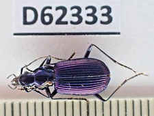 D62333. Insects, Beetles, Carabidae sp. Vietnam Central. Nice!!!!