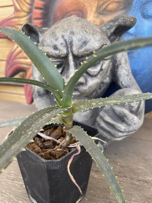 ALOE VAOMBE - rare single stem tree aloe seedling -- SEED GROWN!! | eBay