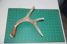 XXLarge Branched Deer Antler Dog Chew 74 / bone chews deer elk treats deer 1102