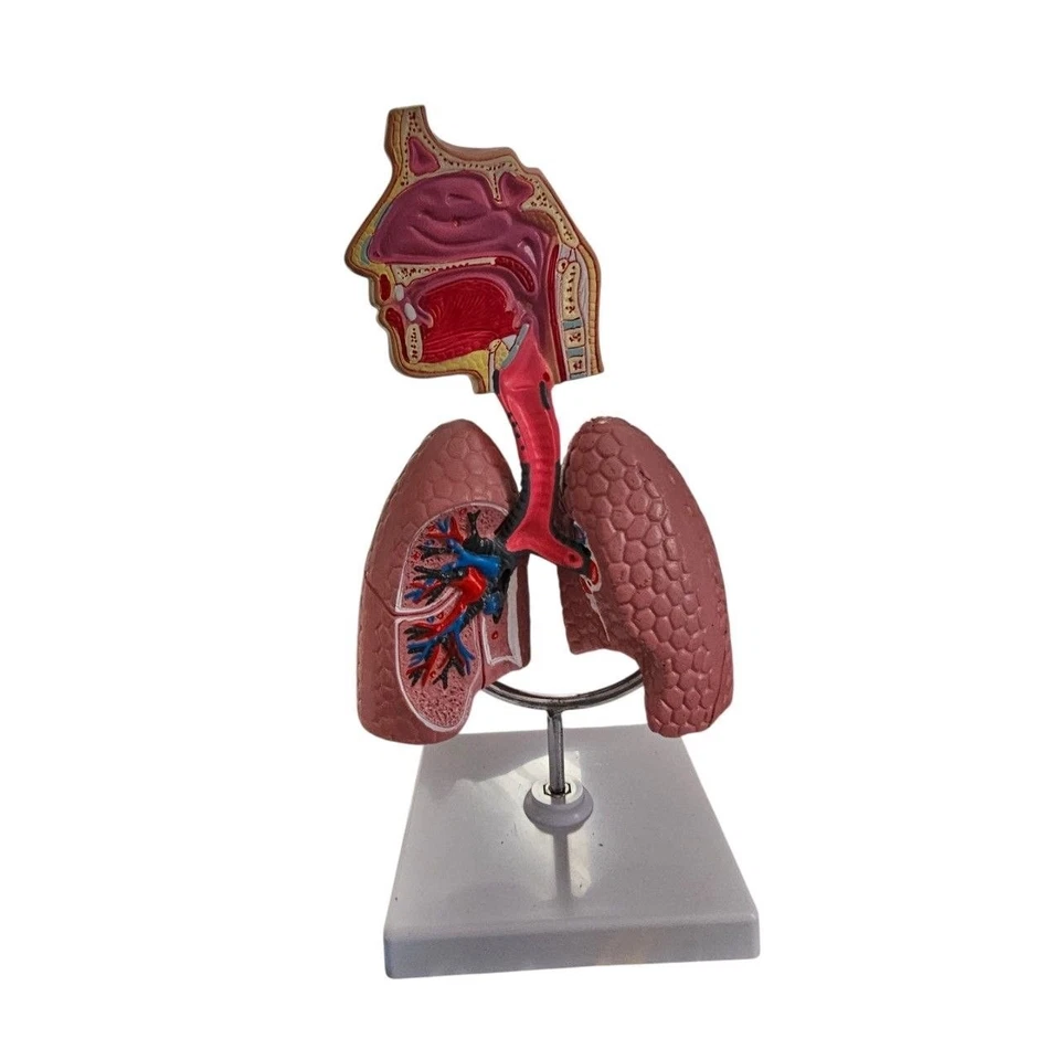 Anatomisches Modell – Atmungssystem / Lunge & Nasen-Rachen-Raum, Lernmodell - Bild 1 von 1