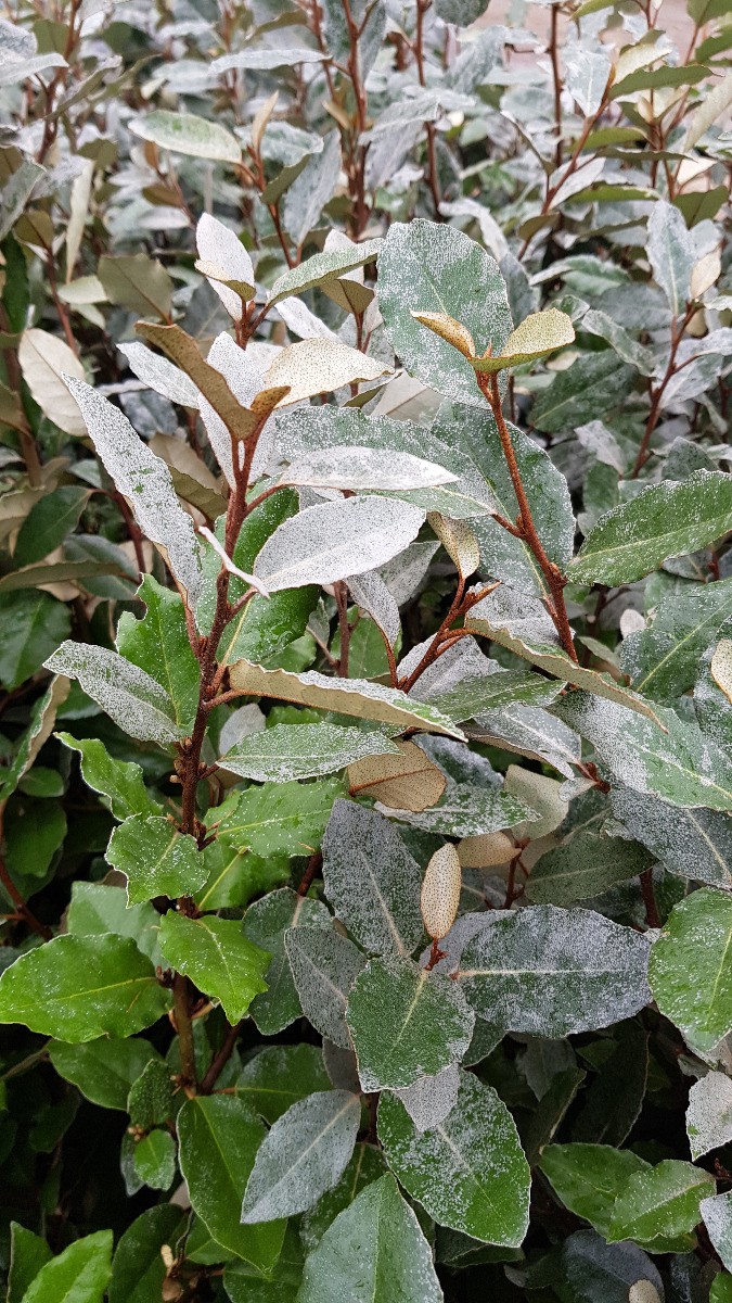 Elaeagnus x ebbingei Compacta contre le vis-à-vis Chalef brise-vent robuste