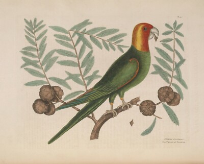 Mark Catesby : ''Parrot of Carolina on Cypress Tree'' (1771) - Fine Art Print