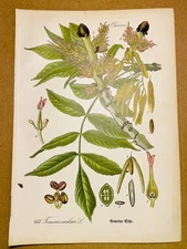 1886 ANTIQUE PICTURES LITHOGRAPHY ART PRINT BOTANY FLOWER FLORA NATURE DECO...