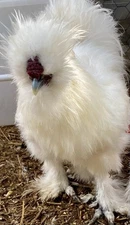 Pure Bred White Silkie Fertile Hatching Eggs 10+2, Pasture Raised