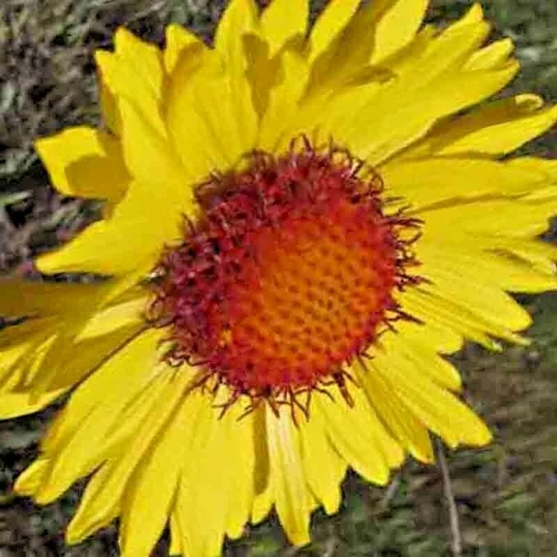 🌼 100 BLANKET FLOWERS SPRING MIX SEEDS PERENNIAL SUNFLOWER