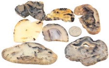 7! Montana Agates A Couple are Polished Total 7.7 Ounces None Wet #3525