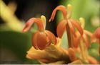 Liparis grossa Liparis Potted Flowering Orchid Orange Flowers Taiwan Origin — photo 4