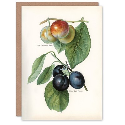 John Wright Kunstkarte Vintage Illustration von zwei Pflaumensorten